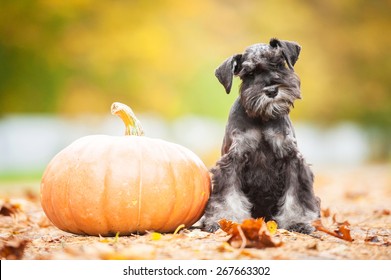Miniature schnauzer puppy with a pumpkin in autumn