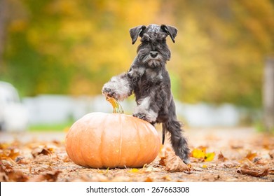 Miniature schnauzer puppy with a pumpkin in autumn