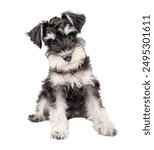 Miniature schnauzer puppy sitting with head tilted isolated on white background