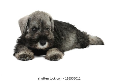 Miniature Schnauzer Studio Stock Photo 118535011 | Shutterstock