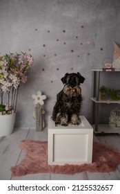 Miniature Schnauzer very cute and obedient in a spring setting at a photo shoot in the photo studio