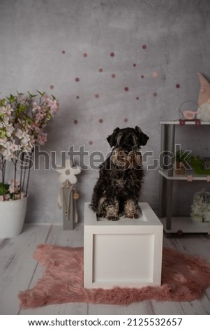Miniature Schnauzer very cute and obedient in a spring setting at a photo shoot in the photo studio