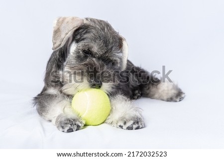 Miniature schnauzer white-gray color plays with a ball on a light background, copy space. Little puppy training. Dog training. Bearded miniature schnauzer puppy.