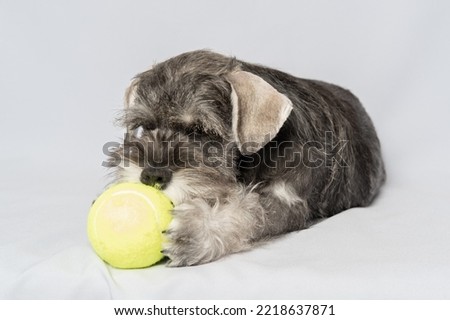 Miniature schnauzer white-gray color plays with a ball on a light background, copy space. Little puppy training. Dog training. Bearded miniature schnauzer puppy.