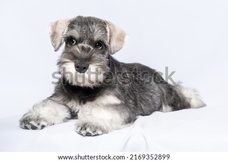 Miniature schnauzer white-gray lies on a light background, copy space. Little puppy training. Teaching dogs commands. Lie down command. Bearded miniature schnauzer puppy.