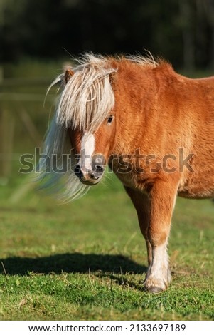 Image, Stock Photo horse on a meadow!!!