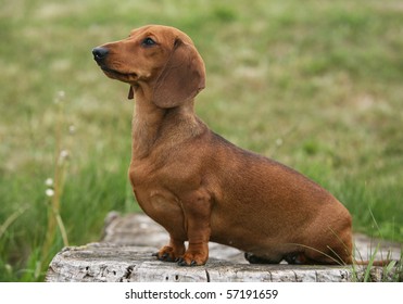 Dachshund Sitting Images Stock Photos Vectors Shutterstock
