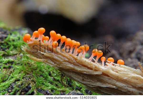 Miniature Slime mold for diagonal frame\
macro/Orange Slime mold on a piece of rotting wood/Slime\
mold-Trichia decipiens, Moscow Region September\
2015\
