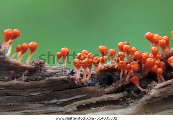 Miniature Slime mold is not\
more than 4 mm, macro shooting/Orange-red Slime mold on a piece of\
rotting wood/Slime mold-Trichia decipiens, Moscow Region September\
2015