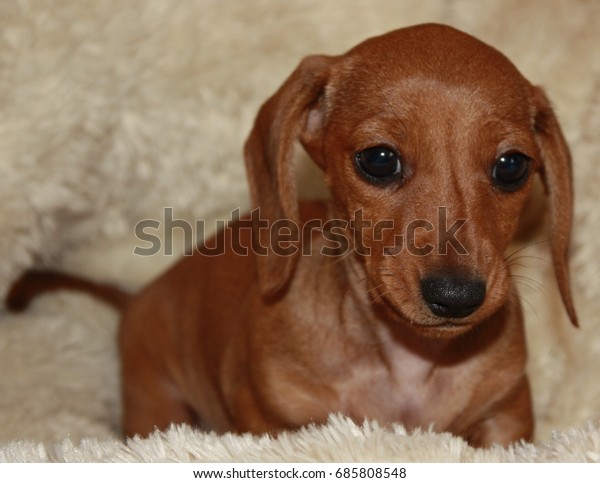 Miniature Smooth Haired Dachshund Stock Photo Edit Now 685808548