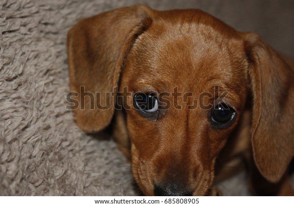 Miniature Smooth Haired Dachshund Stock Photo Edit Now 685808905