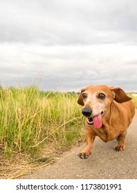 A Miniature Smooth Haired Dachshund running towards the camera.