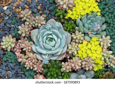 Miniature Succulent Plants