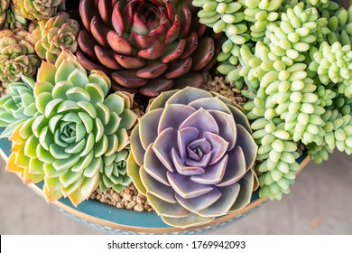 Miniature succulent plants (succulent cactus) at the garden - Powered by Shutterstock