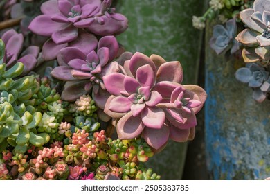 Miniature succulent plants (succulent cactus) at the garden - Powered by Shutterstock