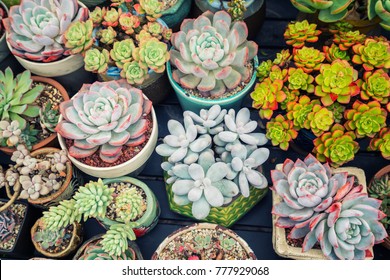 Miniature succulent plants (succulent cactus) at the garden - Powered by Shutterstock