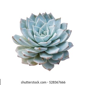 Miniature Succulent Plants Isolated