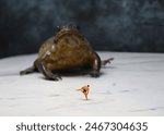 Miniature Sumo Wrestler Faces Off Against a Large Toad.