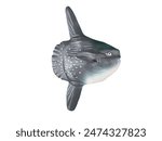 miniature sunfish on a white background