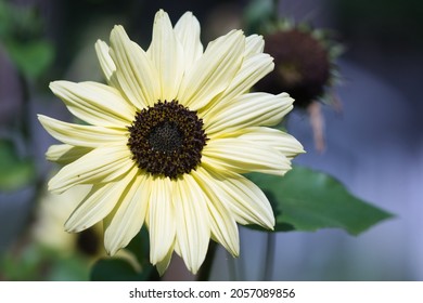  Miniature Sunflower Italian White   With Big Creamy White Flowers And Deep Chocolate Brown Flower Centre Blooming In The Summer Garden, Ornamental Plants And Attracting Pollinators Concept