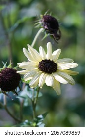  Miniature Sunflower Italian White   With Big Creamy White Flowers And Deep Chocolate Brown Flower Centre Blooming In The Summer Garden, Ornamental Plants And Attracting Pollinators Concept