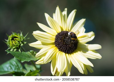  Miniature Sunflower Italian White   With Big Creamy White Flowers And Deep Chocolate Brown Flower Centre Blooming In The Summer Garden, Ornamental Plants And Attracting Pollinators Concept