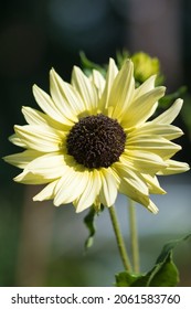  Miniature Sunflower Italian White   With Big Creamy White Flowers And Deep Chocolate Brown Flower Centre Blooming In The Summer Garden, Ornamental Plants And Attracting Pollinators Concept