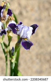 Miniature Tall Bearded Iris Consummation flower - Latin name - Iris Consummation - Shutterstock ID 2208340687