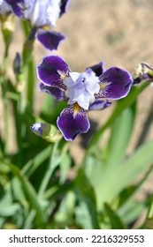 Miniature Tall Bearded Iris Consummation flower - Latin name - Iris Consummation - Shutterstock ID 2216329553