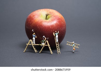 miniature team of painters with wooden ladder and scaffolding paints an apple. Gray background copy space - Shutterstock ID 2088671959
