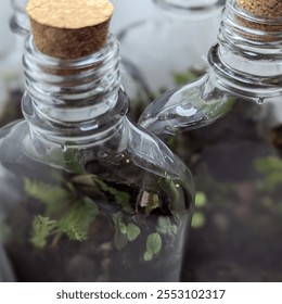 A miniature terrarium containing lush succulents, moss, and pebbles, creating a tiny, self-sustaining ecosystem enclosed in a glass container. - Powered by Shutterstock