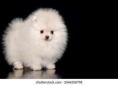 Miniature Pomeranian White Spitz Puppy Standing Stock Photo 1044358804 ...