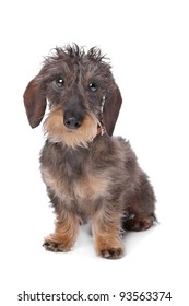 miniature wire-haired dachshund in front of a white background.
