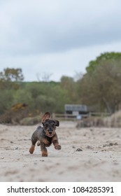 Miniature wire-haired dachshund running along beach in sand with front paw in air and ear flapping