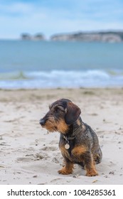 Miniature wire-haired dachshund sitting on beach looking left with sea and cliffs behind
