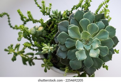 Mini-garden of various succulents. Beautiful mixed succulent arrangement. - Shutterstock ID 2254692205