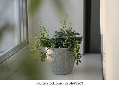 Mini-garden of various succulents in a ceramic pot on the windowsill. Beautiful mixed succulent arrangement. - Shutterstock ID 2254692203