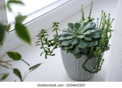 Mini-garden of various succulents in a ceramic pot on the windowsill. Beautiful mixed succulent arrangement. - Shutterstock ID 2254692207