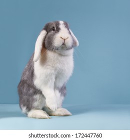 Mini-lop rabbit standing on blue background