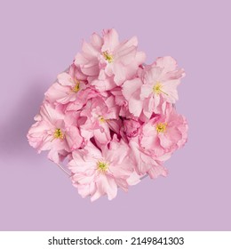 Minimal abstract concept. Flat lay arrangement of organic fresh cherry flowers against a pink background