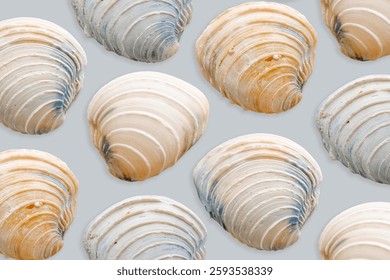 Minimal aesthetic pattern Shells of mollusk blue beige color on pastel blue. Natural oceanic seashells with soft shadows. Marine, nautical style concept, sea life design wallpaper, summer backdrop