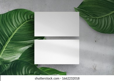 Minimal Business Card Mockup. Concrete Background With Green Leaf And Window Shadow.