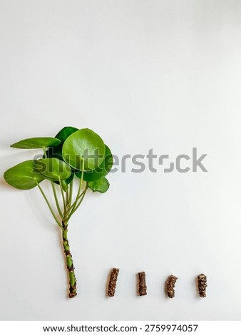 Minimal composition of plant stem cutting and segments on white background. Demonstrates propagation steps and plant care process with copy space.