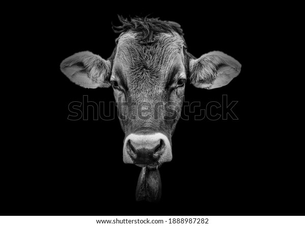 minimal cow background\
black and white