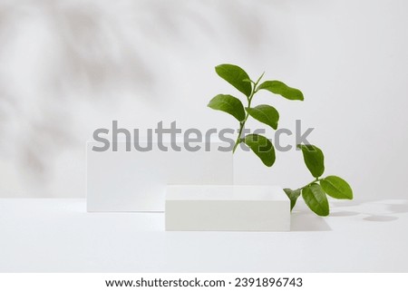 Minimal empty display product presentation scene. Green tea leaves and rectangular podiums decorated on white background with natural shadow leaves. Advertising photo