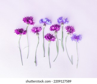 Minimal Flat Lay Of Blooming Summer Field Purple Flowers On Lilac Background. Flower Of Blue Cornflower Plant. Summer Flowery Flat Lay Background Of Cornflower Blossoms  Aesthetic Top View Still Life