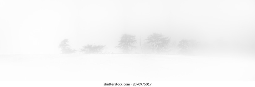 minimal forest tree line in deep mist and snow
