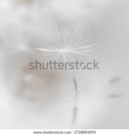 Minimal high key abstract background in Cloud Dancer color, floating dandelion seed, soft blur, lots of copy space. Square format for social media post, branding, wellness, beauty, wedding design