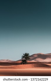 Minimal Image Of Two Palm Trees In The Sahara Desert, Morocco