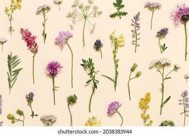 Minimal Natural Floral Background With Summer Wild Flower And Grass. Botanical Pattern From Different Meadow Herbs And Field Bloom Plants. Top View And Flat Lay Flowers.